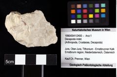 Foto (Objket + Etiketten) von Decapoda indet. 